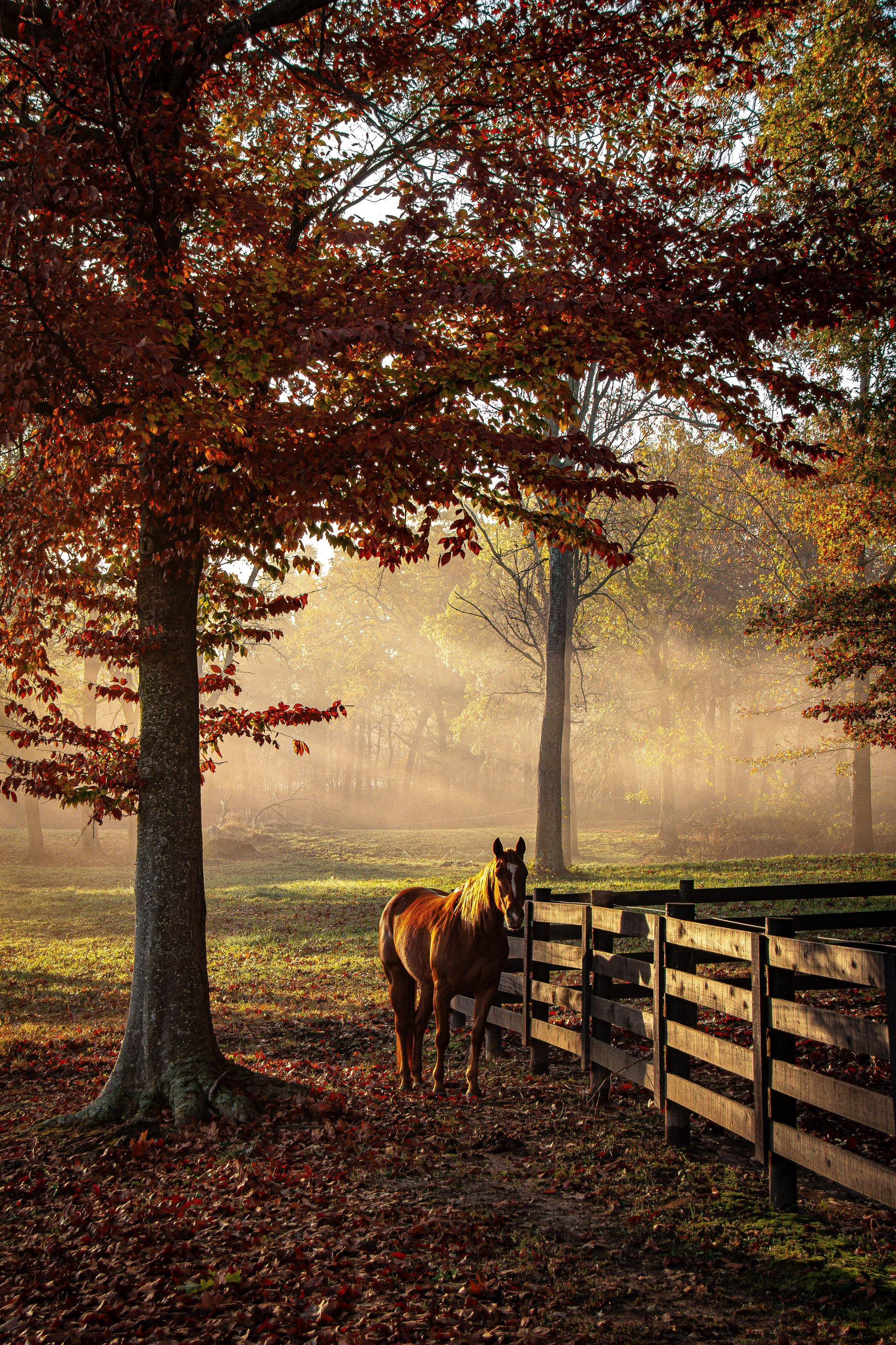 Horse at sunrise