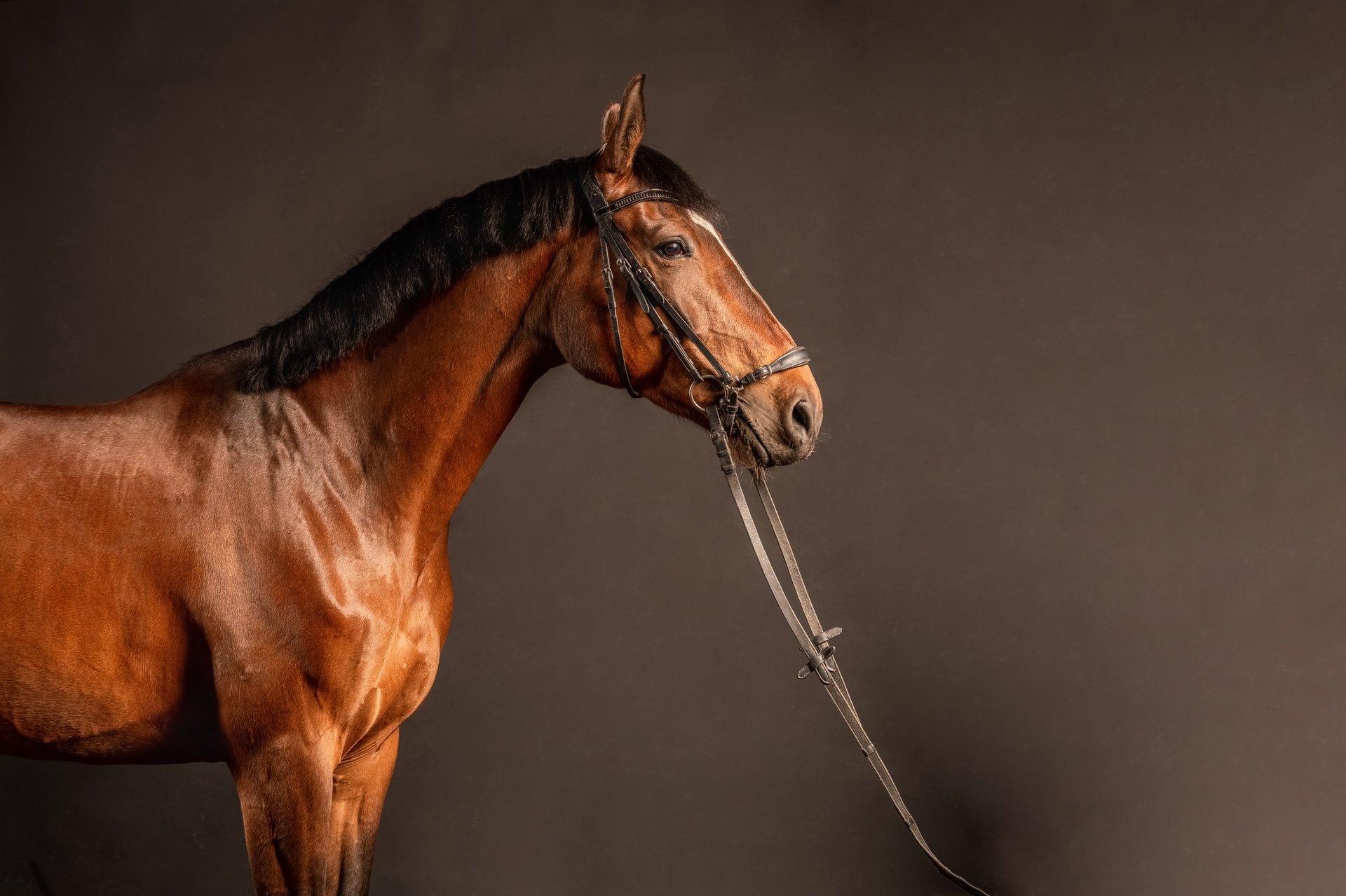 Elegant horse portrait