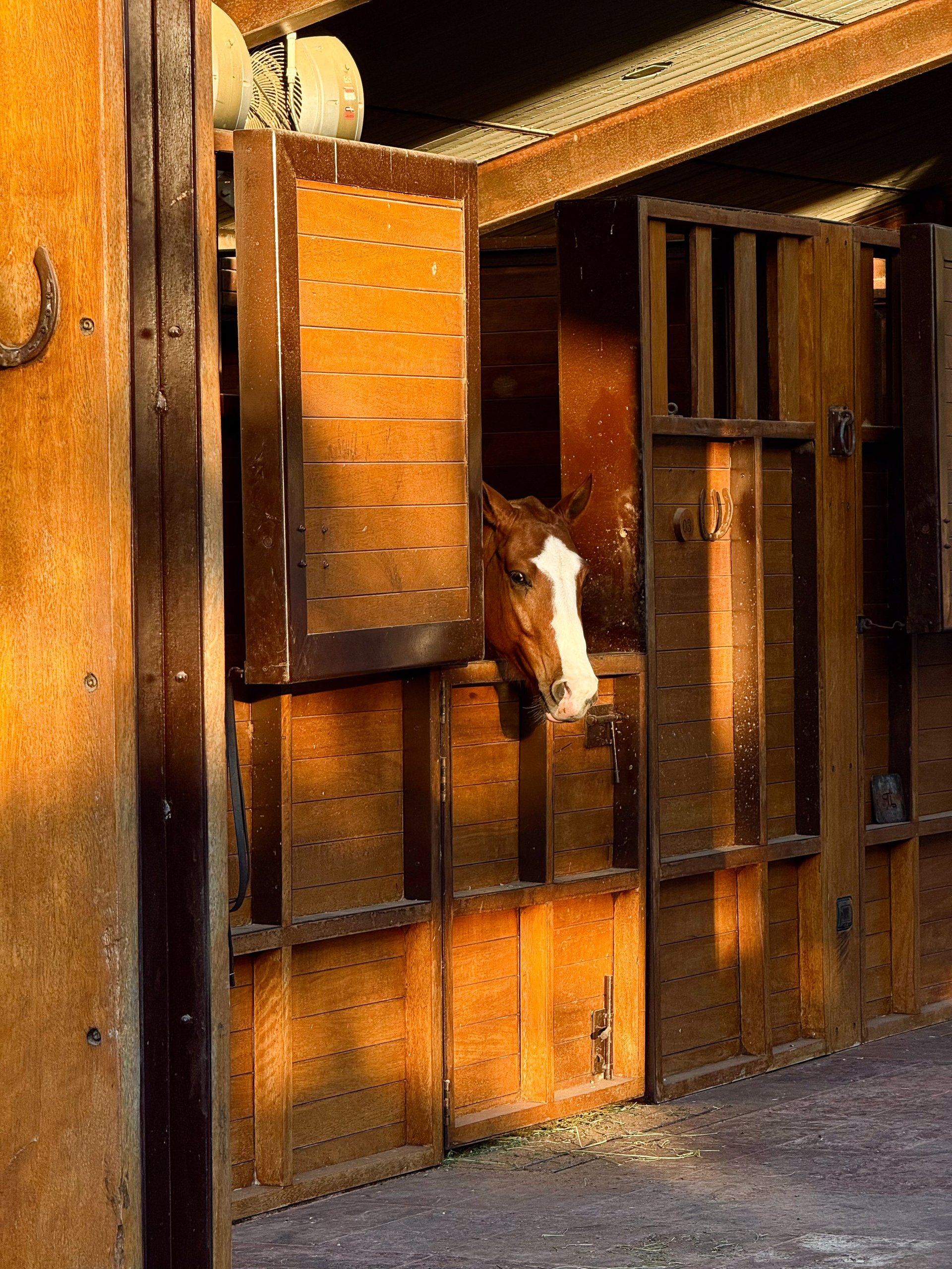 Horse in golden hour