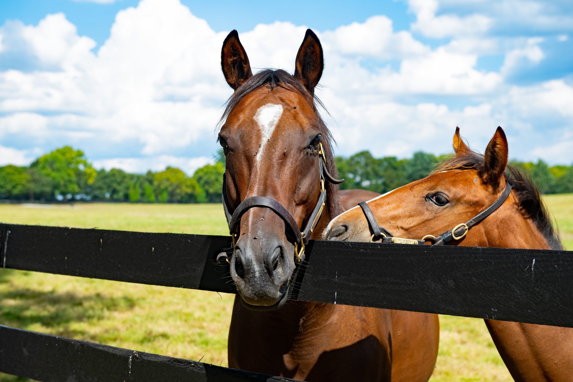 Kentucky pastures