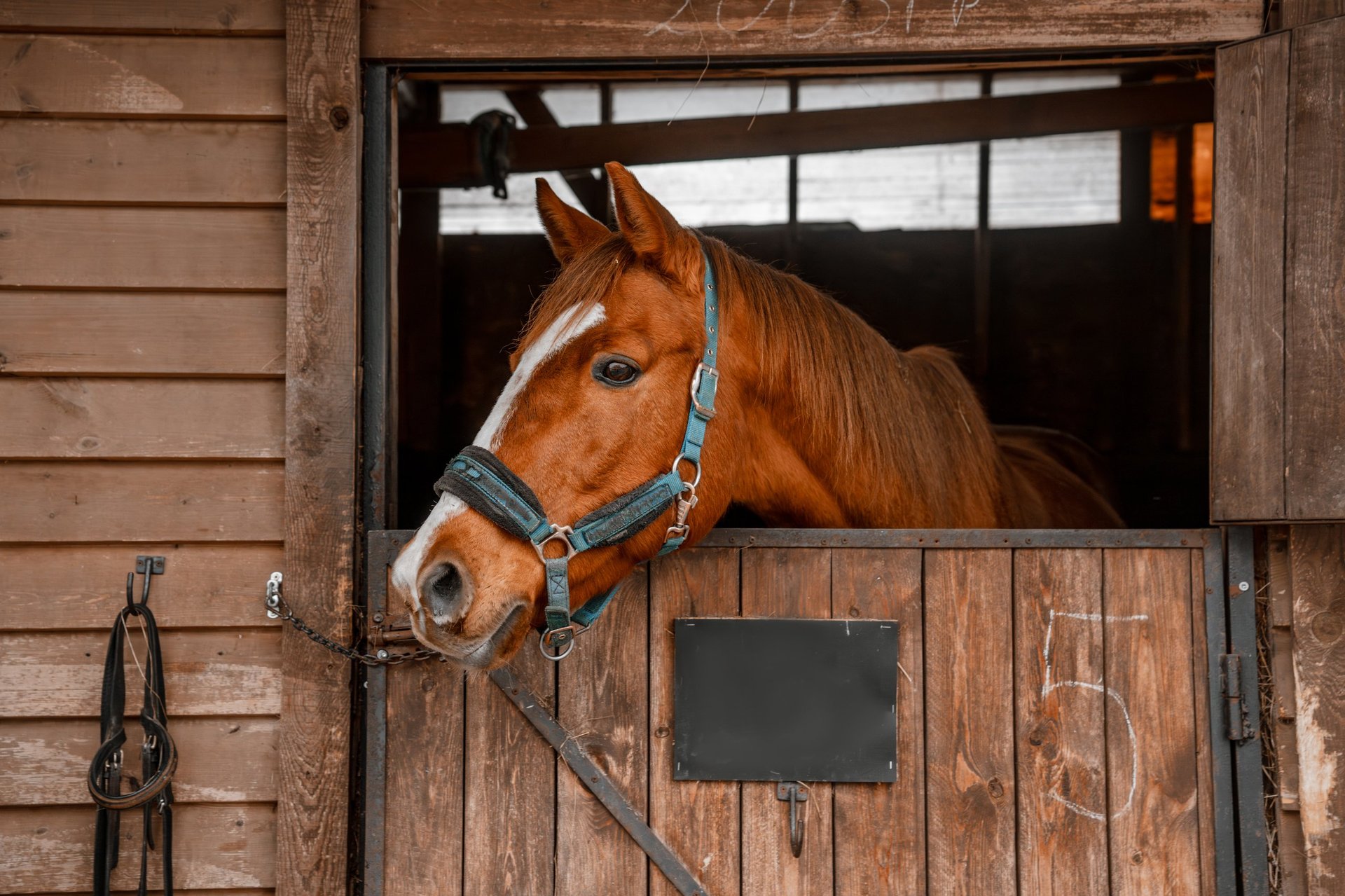Horse in paddock